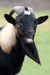 Billy Goat Portrait Billy Goat Portrait