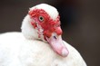 Photo: Muscovy Duck Muscovy Duck