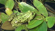 frog is floating in a pond