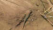 salamander in water