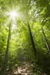 Sunny forest path