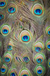 Feathers of a peacock