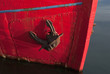 Closeup red bow Closeup red bow