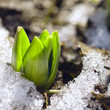 green spring in snow
