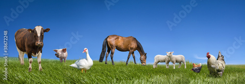 Photo: Farm animals collection Farm animals collection