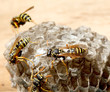 vespiary on the wall. (Hymenoptera)