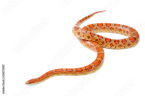 Photo: Corn snake on the white background (Elaphe guttata) Corn snake on the white background (Elaphe guttata)