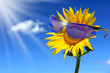 Sonnenblume 109