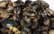 Venusmuscheln ( Vongole)..