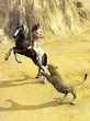 Hunter against big cat