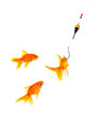 Goldfishes and cat