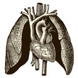 Coeur & poumons Coeur & poumons