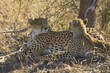 Female Cheetah and cub (Acinonyx jubatus) Female Cheetah and cub (Acinonyx jubatus)