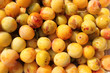 Mirabelle, Prunus domestica Mirabelle, Prunus domestica