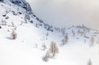 bufera di neve con larici