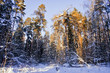 Winter forest under snow in sunny day