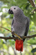 African Grey Parrot African Grey Parrot