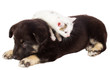 puppy and cat