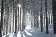 Forest trail among frosted pine trees