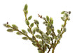 pussy willow branches