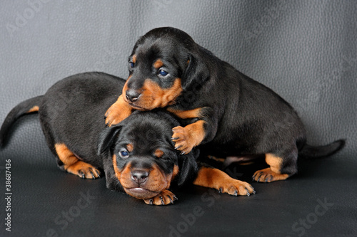 Photo: The Miniature Pinscher puppy, 3 weeks old The Miniature Pinscher puppy, 3 weeks old