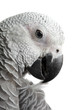 African Grey Parrot isolated on a white background African Grey Parrot isolated on a white background