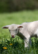 Foto: Agneau Agneau