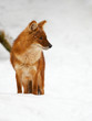 Asian Wild Dog in the snow