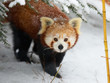 Red Panda in the snow