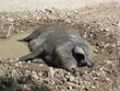 Cochon noir