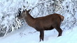 deer  in forest