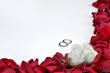 weiße rosen mit roten Rosenblättern