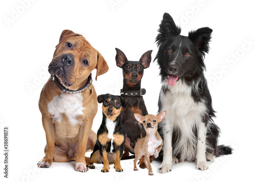 Photo: group of five dogs group of five dogs