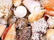 Schnecken und Muscheln