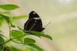Hypolimnas bolina