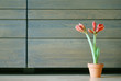 Flower and Sideboard