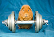 orange pig orange pig