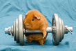 Komplementär-pig, Hanteltraining