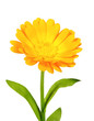 One orange flower of calendula