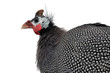 agriculture, air, animals,