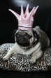 Mops