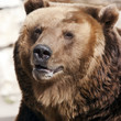 Brown bear