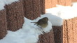 Vögel im Schnee