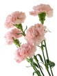 pink carnations pink carnations