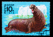 Photo: USSR - CIRCA 1978: A Stamp printed in USSR, shows image sea elep USSR - CIRCA 1978: A Stamp printed in USSR, shows image sea elep