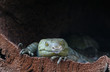 Wickelschwanzskink