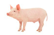 Photo en ligne au meilleur prix Pig on white