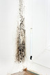 Moldy Corner