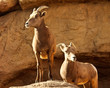 Bighorn Sheep