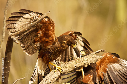 Photo: Two Harris's Hawks Two Harris's Hawks